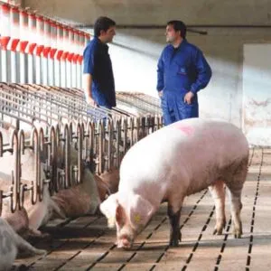 Patel Pork Frozen meat
